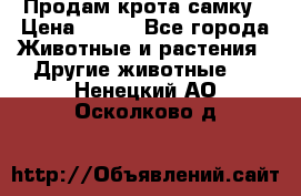 Продам крота самку › Цена ­ 200 - Все города Животные и растения » Другие животные   . Ненецкий АО,Осколково д.